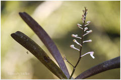 Aerides ringens